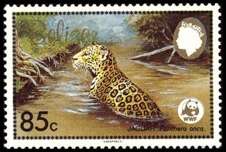 Jaguar (Panthera onca)
