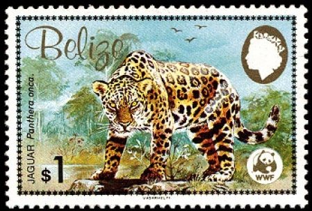 Jaguar (Panthera onca)