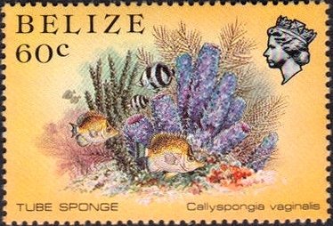 Stamp, Branching Vase Sponge (Callyspongia vaginalis) , Belize,  , Fishes