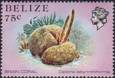 Grooved Brain Coral (Diploria labyrinthiformis)