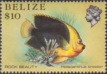 Rock Beauty (Holacanthus tricolor)