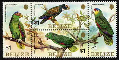 Several Parrots