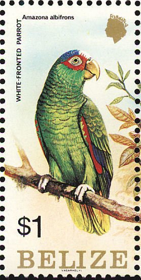White-crowned Parrot (Pionus senilis)