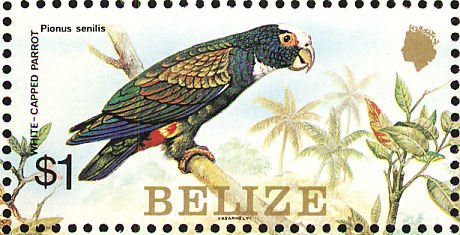 White-fronted Amazon (Amazona albifrons)