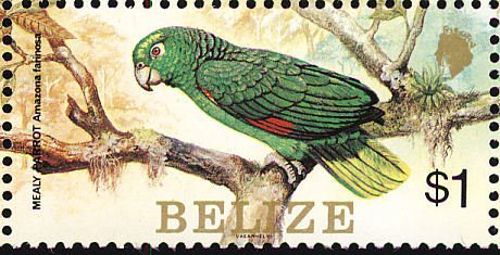 Mealy Amazon (Amazona farinosa)