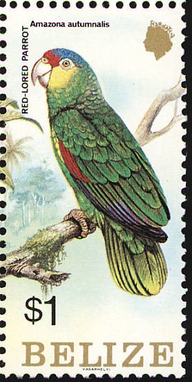 Red-lored Amazon (Amazona autumnalis)
