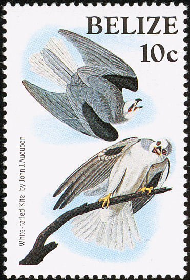 White-tailed Kite (Elemus leucurus)