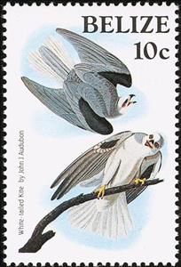 Stamp, White-tailed Kite (Elemus leucurus), Belize,  , Birds