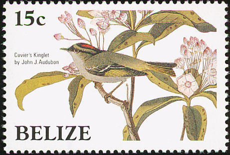Ruby-crowned Kinglet (Regulus calendula)
