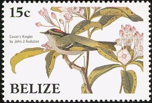 Stamp, Ruby-crowned Kinglet (Regulus calendula), Belize,  , Birds