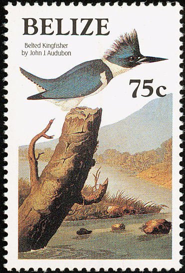 Belted Kingfisher (Ceryle alcyon)