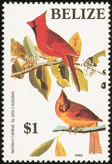 Northern Cardinal (Cardinalis cardinalis)