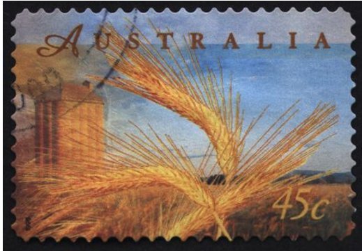 Barley
