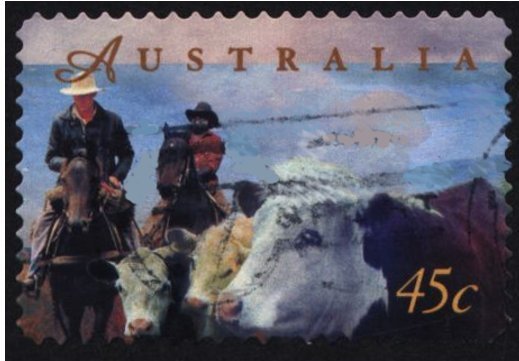 Beef Cattle