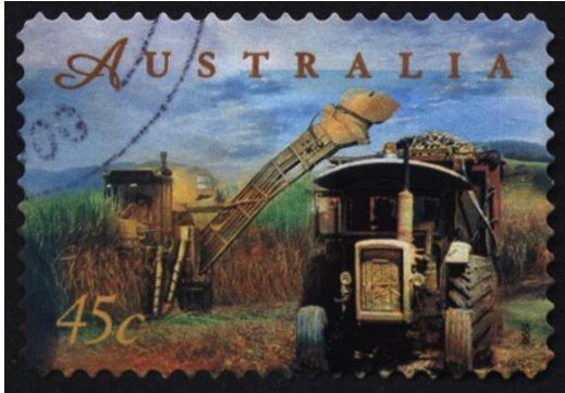 Sugar Cane