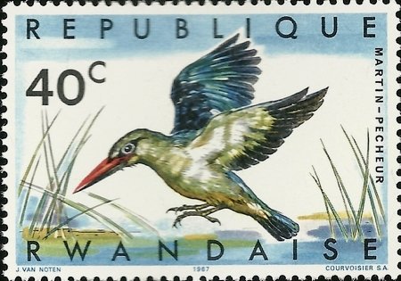 Woodland Kingfisher (Halcyon senegalensis)
