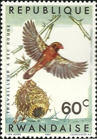 Red-billed Quelea (Quelea quelea aethiopica)