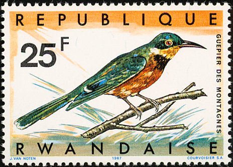 Cinnamon-chested Bee-eater (Merops oreobates)