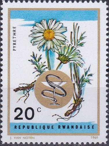 Camomile