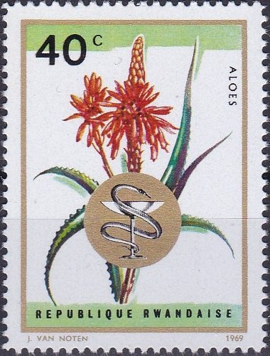 Aloe africana