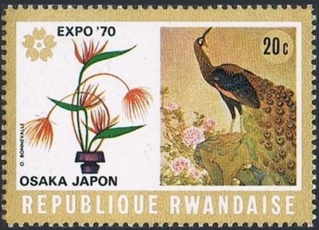Peacock