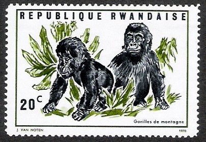 Mountain Gorilla (Gorilla beringei beringei)