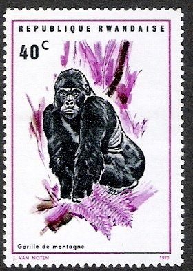 Mountain Gorilla (Gorilla beringei beringei)