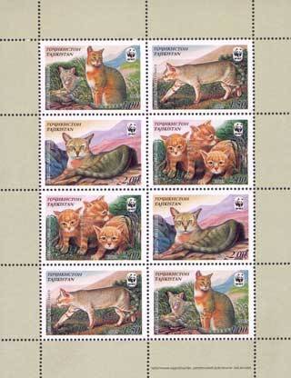 Reed cat (Felis chaus)