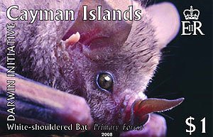 Stamp, Fruit Bat (Stenoderma sp.), Cayman Islands,  