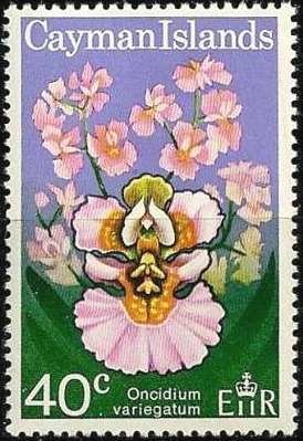 Tolumnia variegata (syn.Oncidium variegatum)