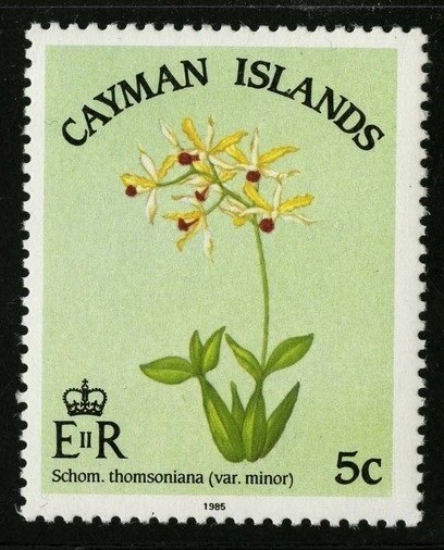 Myrmecophila thomsoniana v.minor (syn.Schomburgkia thomsonia