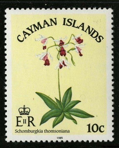 Myrmecophila thomsoniana (syn.Schomburgkia thomsoniana)