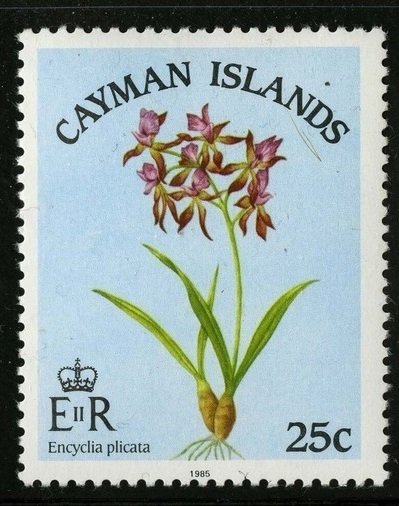 Encyclia plicata