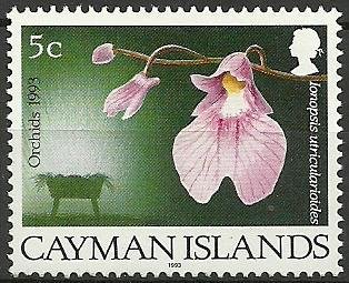 The Crib, Ionopsis utricularioides