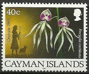 Shepherd, Prosthechea cochleata (syn.Encyclia cochleata)