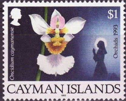 Virgin in prayer, Tolumnia variegata (syn.Oncidium caymanens