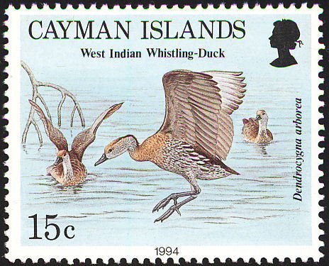West Indian Whistling Duck (Dendrocygna arborea)
