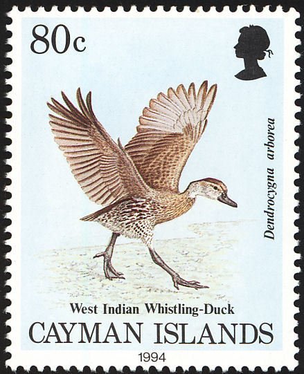 West Indian Whistling Duck (Dendrocygna arborea)