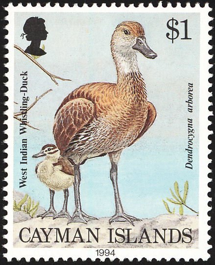 West Indian Whistling Duck (Dendrocygna arborea)