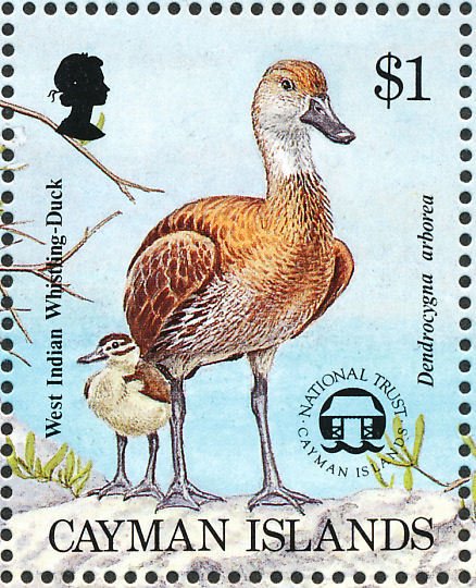 West Indian Whistling Duck (Dendrocygna arborea)