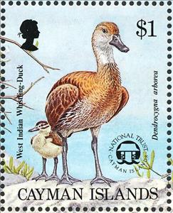 Stamp, West Indian Whistling Duck (Dendrocygna arborea), Cayman Islands,  , Birds, Ducks, Animals (Fauna)