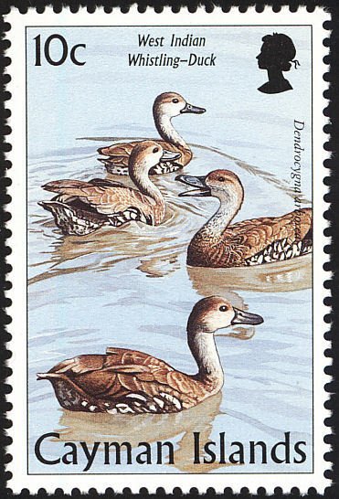 West Indian Whistling Duck (Dendrocygna arborea)