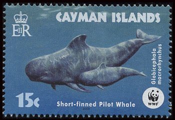 Short-finned Pilot Whale (Globicephala macrorhynchus)