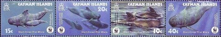 Short-finned Pilot Whale (Globicephala macrorhynchus)