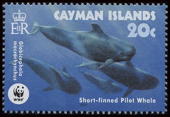 Short-finned Pilot Whale (Globicephala macrorhynchus)