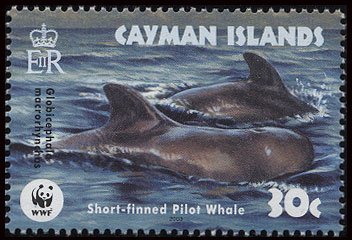 Short-finned Pilot Whale (Globicephala macrorhynchus)