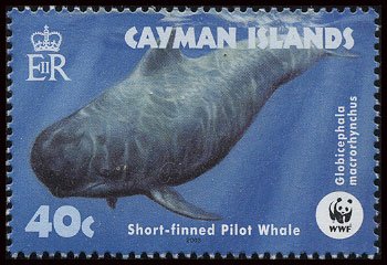 Short-finned Pilot Whale (Globicephala macrorhynchus)
