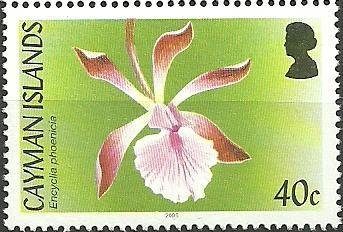 Encyclia phoenicea