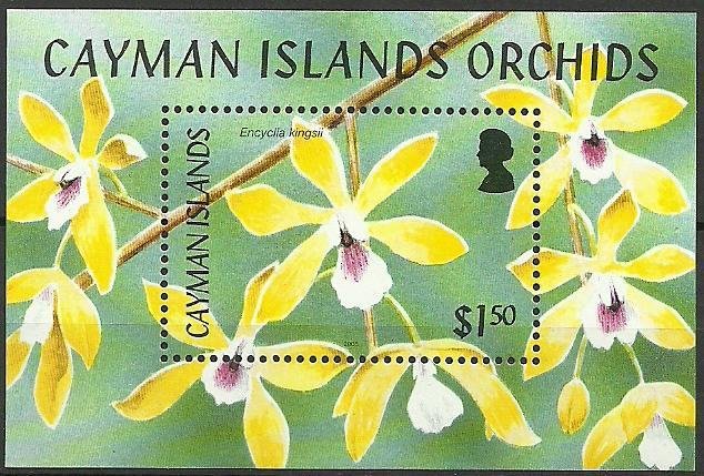 Encyclia kingsii