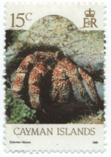 Orange-claw Hermit (Calcinus tibicen)